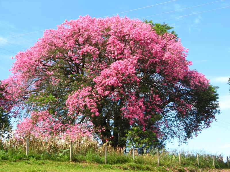 Paineira Rosa